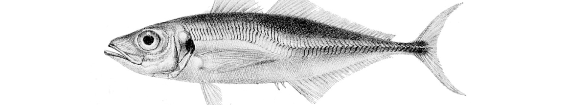 Trachurus trachurus1rsss